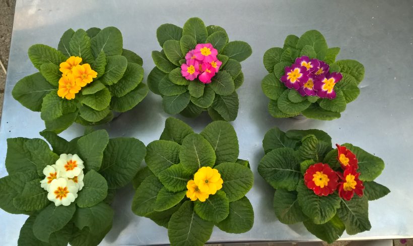 Primula σε 12 εκ γλαστράκι σε διάφορα χρώματα!