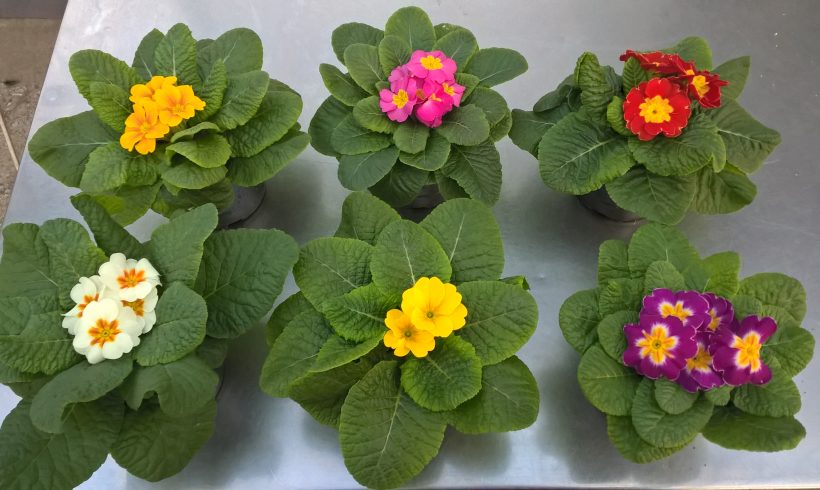 Primula σε 12 εκ γλαστράκι σε διάφορα χρώματα!