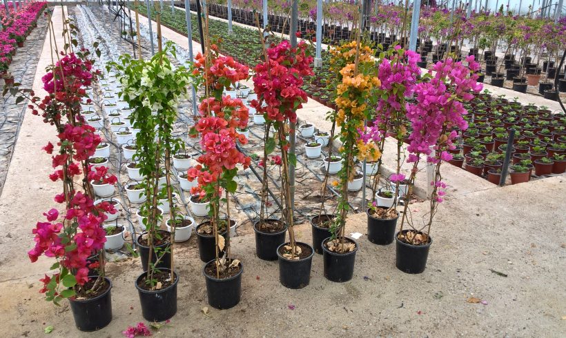 Bougainvillea pyramid