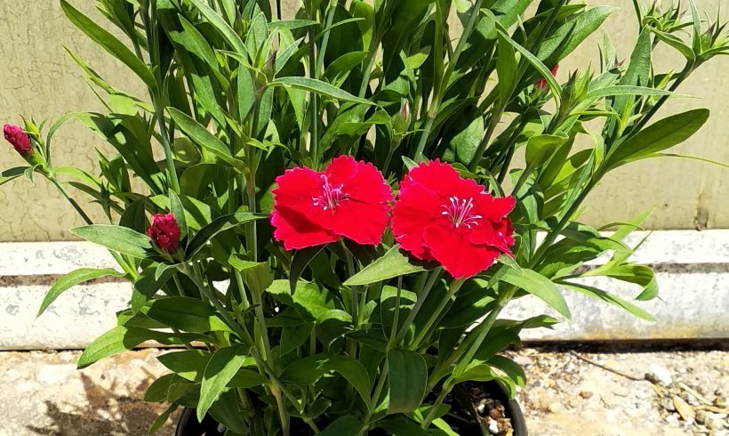 Γαρύφαλλο κινέζικο