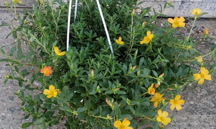 Πορτουλάκα κρεμαστή