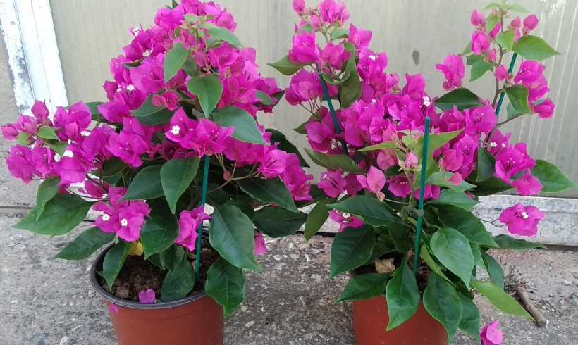 Μπουκαμβίλια Νάνα