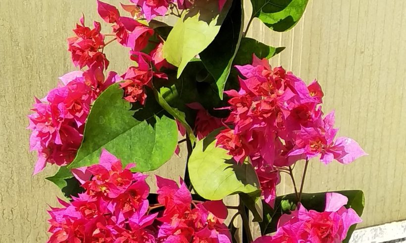 Μπουκαμβίλια Σταφυλάκι