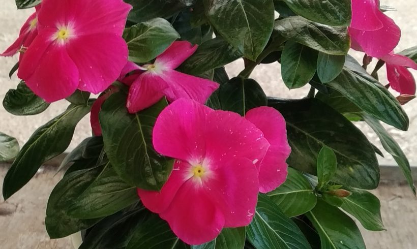 Βίγκα ορθόκλαδη