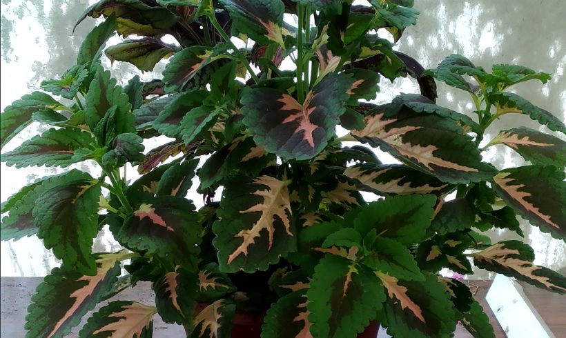 Ωραιόφυλλο γίγας