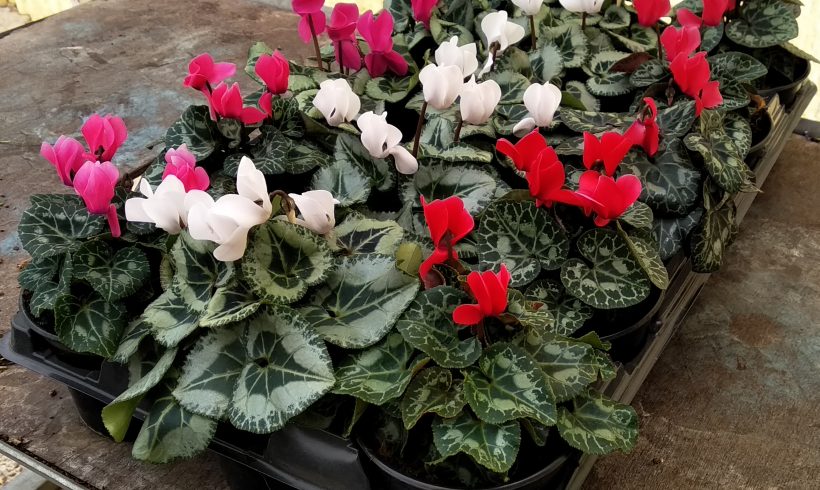 Κυκλάμινο μίνι (10.5)