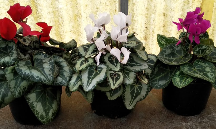 Κυκλάμινο μίνι (12)