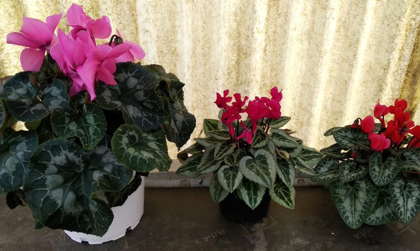 Κυκλάμινα Οκτωμβρίου