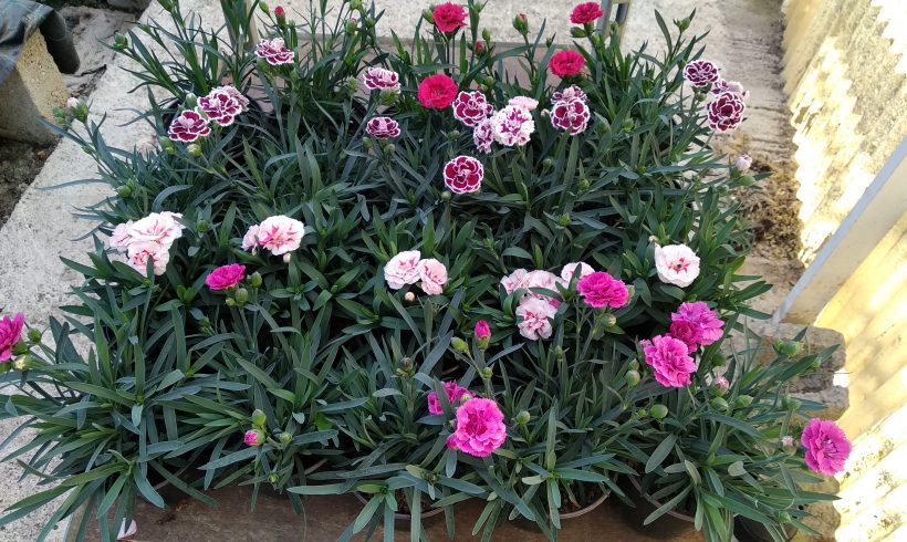 Γαρυφαλλάκι μινιατούρα