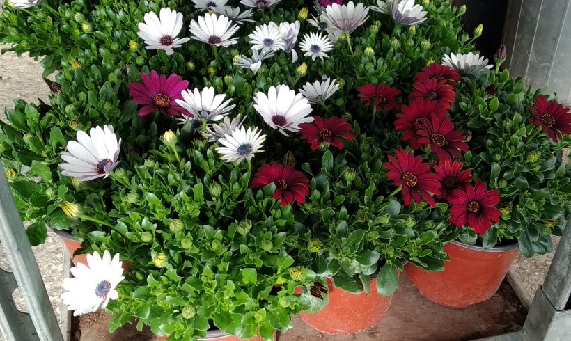 Διμορφοθήκη!